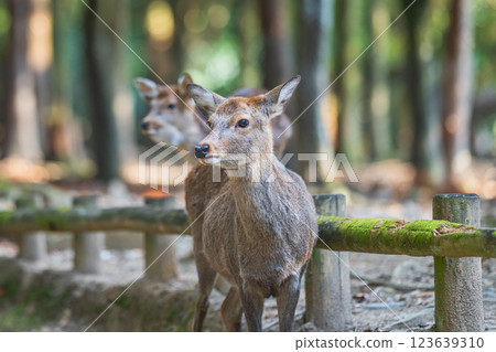 Deer in Nara Park 123639310