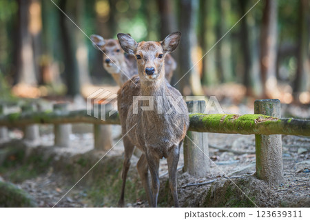 Deer in Nara Park 123639311