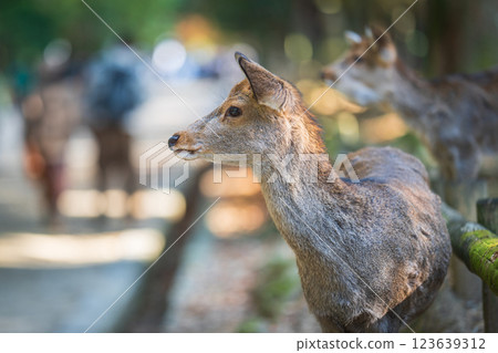 Deer in Nara Park 123639312