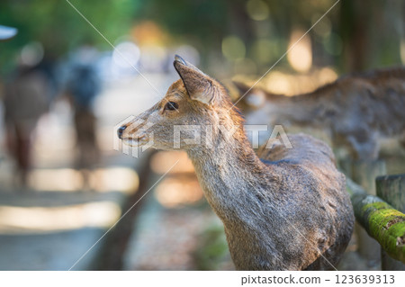 Deer in Nara Park 123639313