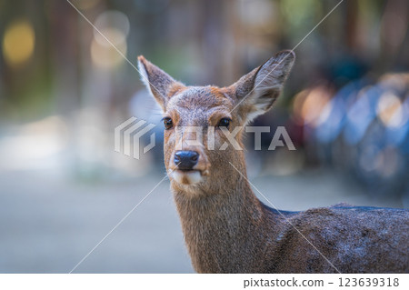 Deer in Nara Park 123639318