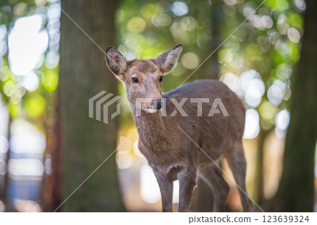 奈良公園的鹿 奈良公園的鹿 123639324