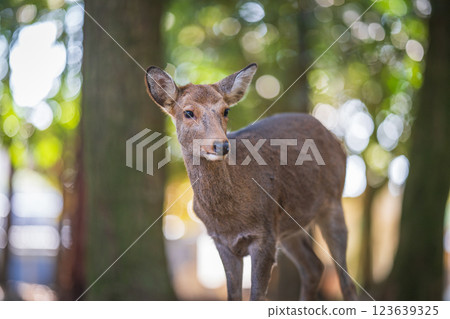 奈良公園的鹿 123639325