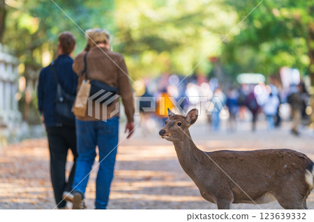 Deer in Nara Park 123639332