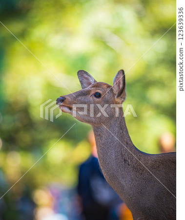 奈良公園的鹿 奈良公園的鹿 123639336