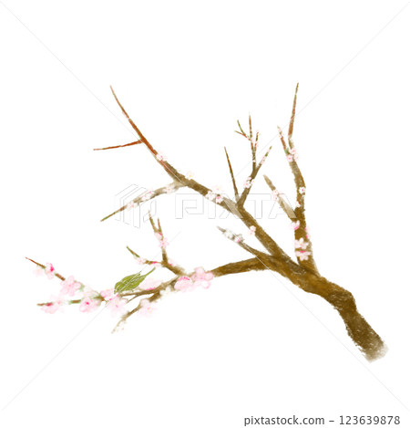 A stylish and realistic hand-drawn illustration of plum blossoms and a warbler A stylish and realistic hand-drawn illustration of plum blossoms and a warbler 123639878