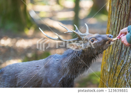 Deer in Nara Park eating deer rice crackers Deer in Nara Park eating deer rice crackers 123639881
