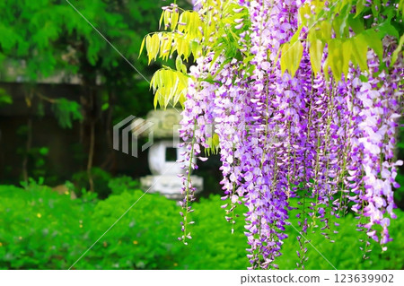 新鮮的綠色和紫藤花盛開 新鮮的綠色和紫藤花盛開 123639902