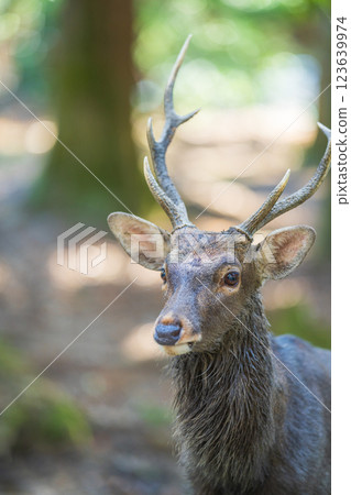 Deer in Nara Park 123639974
