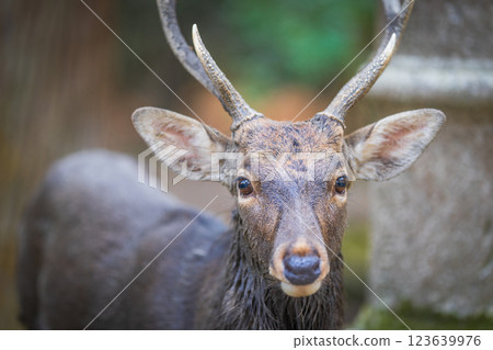 Deer in Nara Park 123639976