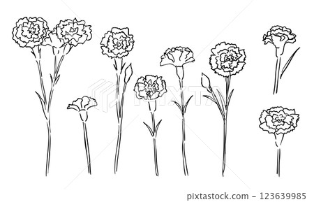 Hand drawn carnation illustration. Carnation line drawing for Mother's Day. Flower line drawing illustration. Hand drawn carnation illustration. Carnation line drawing for Mother's Day. Flower line drawing illustration. 123639985