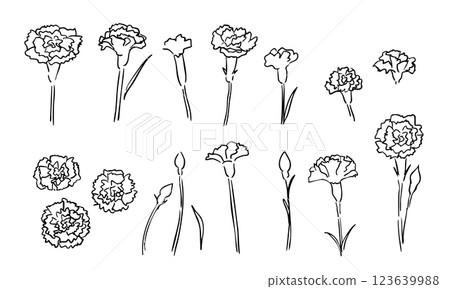 Hand drawn carnation illustration. Carnation line drawing for Mother's Day. Flower line drawing illustration. 123639988