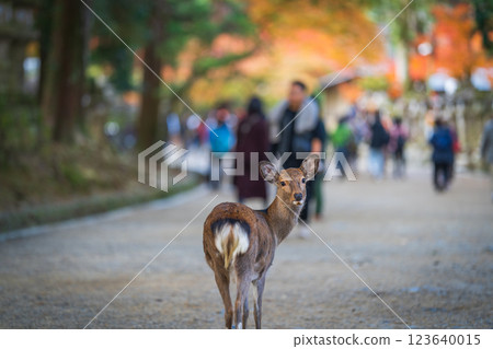 [Autumn] Deer in Nara Park [Autumn leaves] 123640015