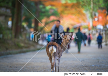 [Autumn] Deer in Nara Park [Autumn leaves] 123640016