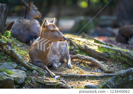 Deer in Nara Park 123640062