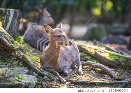 Deer in Nara Park 123640064