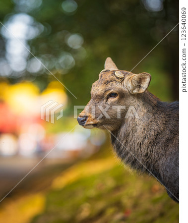 奈良公園的鹿 奈良公園的鹿 123640069
