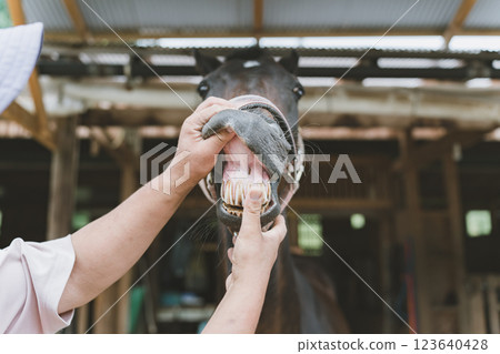 馬 馬兒 獸醫 123640428