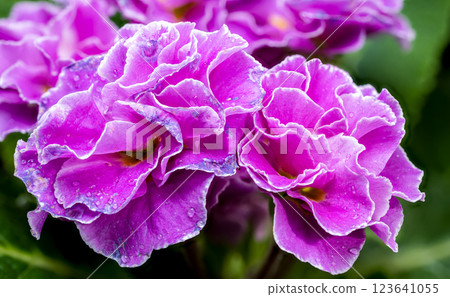 Violet Primula Flowers with Water Droplets 123641055