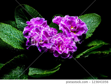 Violet Primula Flowers with Water Droplets Violet Primula Flowers with Water Droplets 123641056