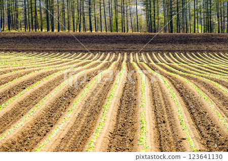 An image of agriculture in the Tokachi region of Hokkaido, with neatly aligned ridges An image of agriculture in the Tokachi region of Hokkaido, with neatly aligned ridges 123641130