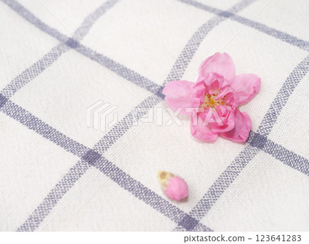 Cherry blossom isolated on white cloth with copy space, sign of spring. 123641283