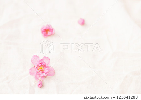 Cherry blossom isolated on white cloth with copy space, sign of spring. 123641288