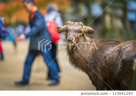 [Autumn] Deer in Nara Park [Autumn leaves] 123641293