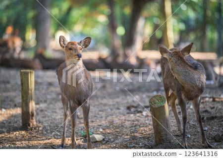 Deer in Nara Park 123641316