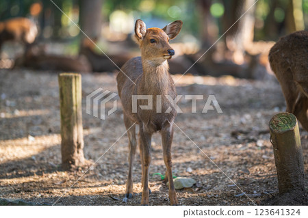 奈良公園的鹿 123641324