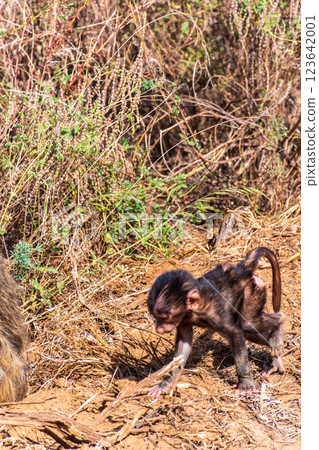 Baboons in Samburu national reserve 123642001