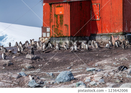 Gentoo Penguin Colony at Sierra Cove 123642006