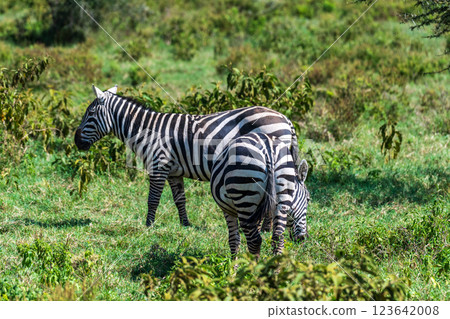 Zebra in Lake Nakuru National Park 123642008