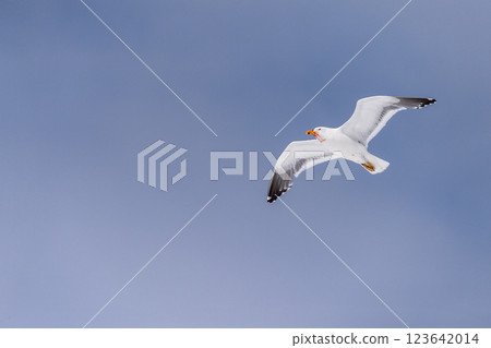 Close-up of a flying kelp gull 123642014