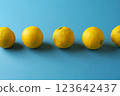 Yuzu lined up on a blue background 123642437