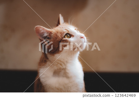 Hikari Hikari 123642469