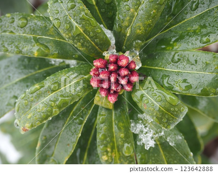Light snow and wintersweet (20250305072345) Light snow and wintersweet (20250305072345) 123642888