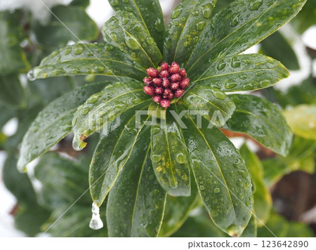 Light snow and wintersweet (20250305074015) Light snow and wintersweet (20250305074015) 123642890