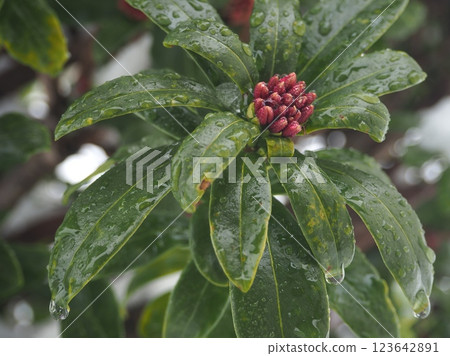 Cold March rain and winter daphne Cold March rain and winter daphne 123642891