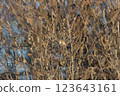 Digital art. Abstract background: a bird sits on the branches of a tree. 123643161