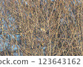 Digital art. Birds sitting on the branches of a dry bush in autumn. 123643162
