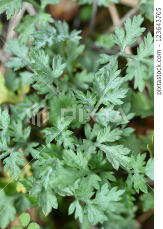 早春艾蒿（艾蒿） 123643705