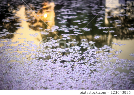 漂浮在水錶面上的櫻花瓣 123643935