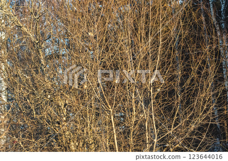 Bare branches of trees in the city park in the winter. A flock of sparrows perched on the intertwined branches of a bush. Bare branches of trees in the city park in the winter. A flock of sparrows perched on the intertwined branches of a bush. 123644016