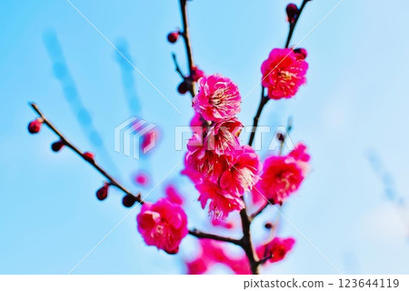 Close-up of red plum blossoms blooming in early spring in the mountains 3 Close-up of red plum blossoms blooming in early spring in the mountains 3 123644119