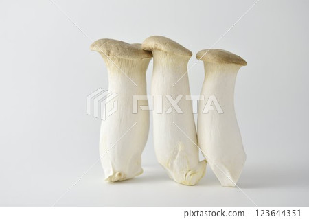 King oyster mushrooms on white background King oyster mushrooms on white background 123644351