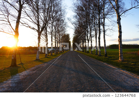 A row of white birch trees in Otofuke, Hokkaido, illuminated by the setting sun on an early spring evening 123644768