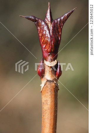 Hydrangea leaf marks and winter buds 123645012