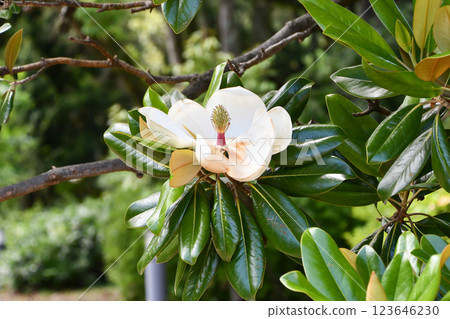 Taisambok flowers 123646230