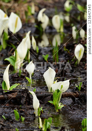 臭鼬白菜 臭鼬白菜 123647345